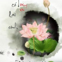 Không Có Lai Sinh